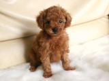 トイプードルの画像　レッド　No.017