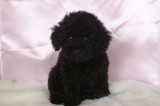 トイプードルの子犬画像　ブラック　No.002