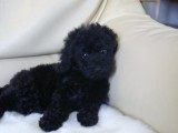 トイプードルの子犬画像　ブラック　No.006