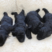 黒いトイプードルの赤ちゃん