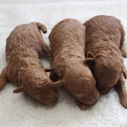 トイプードルの赤ちゃん