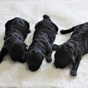 トイプードルの赤ちゃん