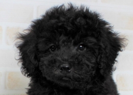 黒いトイプードル