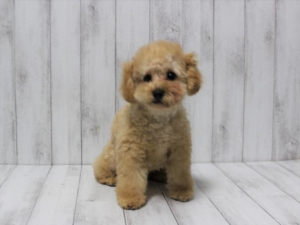 トイプードルのアプリコット