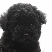 タイニープードルの黒い女の子