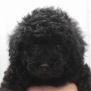 トイプードルの黒い男の子