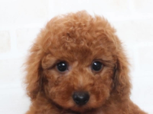 トイプードルのパピー