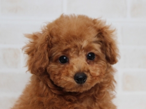 トイプードルの子犬