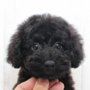 黒プードルの子犬
