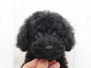 黒プードルの子犬