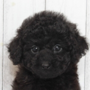 タイニー黒プードル