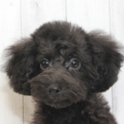 タイニー黒プードル