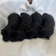 小雪のパピーたち