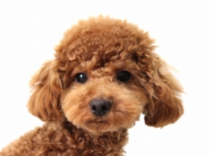 トイプードルのレッド