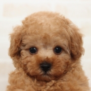 タイニープードル