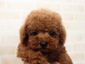 タイニープードル