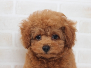 トイプードルのレッド