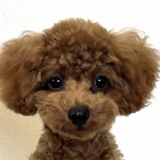 トイプードルのレッド