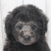 シルバープードル