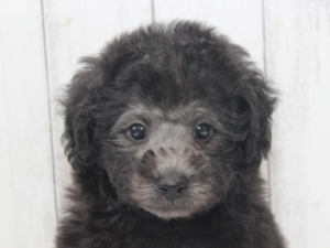 シルバープードル