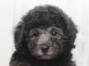 シルバープードル