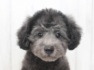 シルバープードル