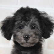 シルバープードル