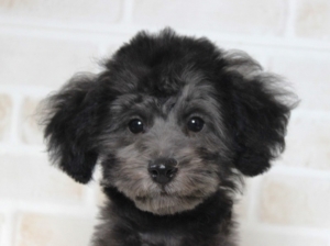 シルバープードル