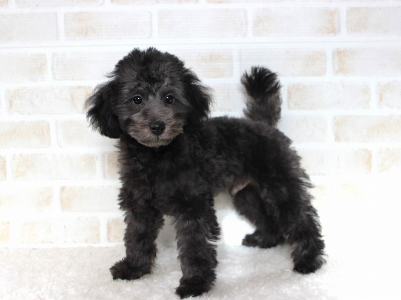 No.1048 トイプードルのシルバーの男の子(2025年6月29日生) | プードル