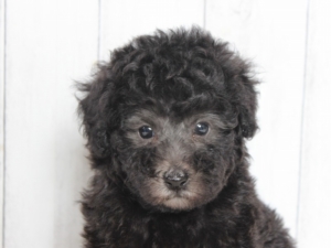 シルバープードル