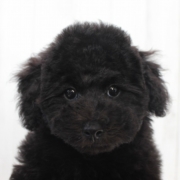 黒プードルの子犬