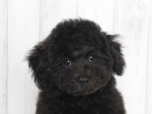 黒プードルのパピー
