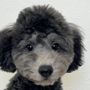 シルバープードル