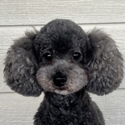 トイプードルの成犬