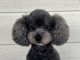 トイプードルの成犬