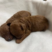 トイプードルの赤ちゃん