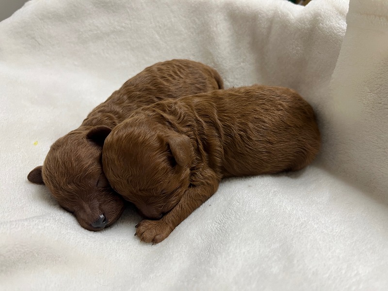 トイプードルの赤ちゃん