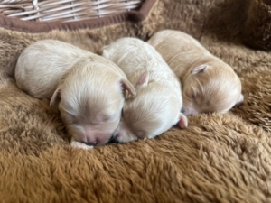 マルプーの赤ちゃん