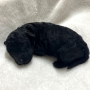 黒プードルの赤ちゃん