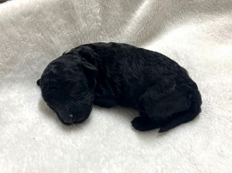 黒プードルの赤ちゃん