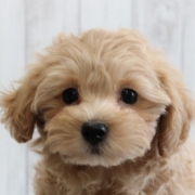 マルプーのパピー