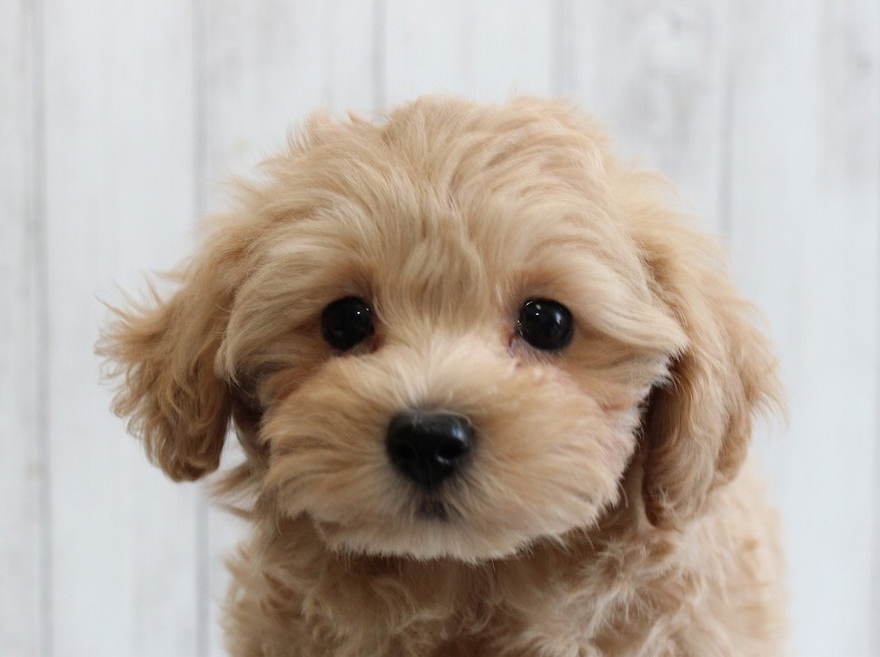 No.922 トイプードルのブラックの女の子(2022年5月25日生) | プードル