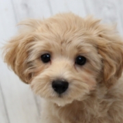 マルプーのパピー