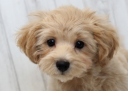 マルプーのパピー