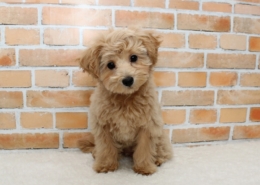 マルプーの子犬