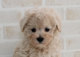 直筆 lycee ふわふわで優しいトイプードル 御園 苺華 SP 未開封 大阪の