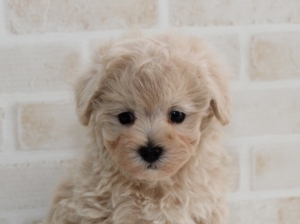 マルプーの赤ちゃん