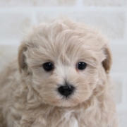 マルプーの赤ちゃん