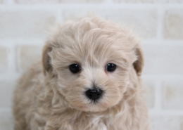 マルプーの赤ちゃん