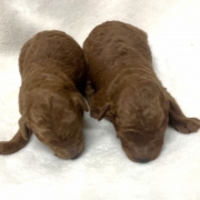 トイプードルの赤ちゃん